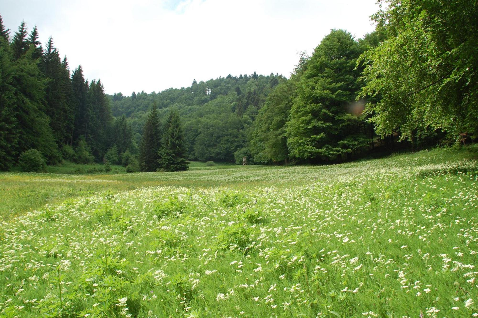 Gasthof 'Zum Reifberg' Ilmenau Zewnętrze zdjęcie